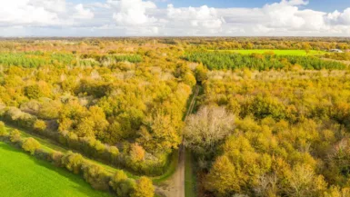 boisement sainte flaive des loups