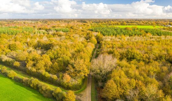 boisement sainte flaive des loups